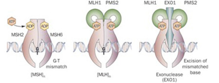 拟用机制模型误差修复Proteins