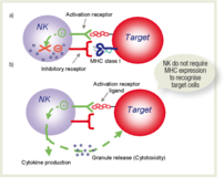 T-Cells和NK-Cells图3